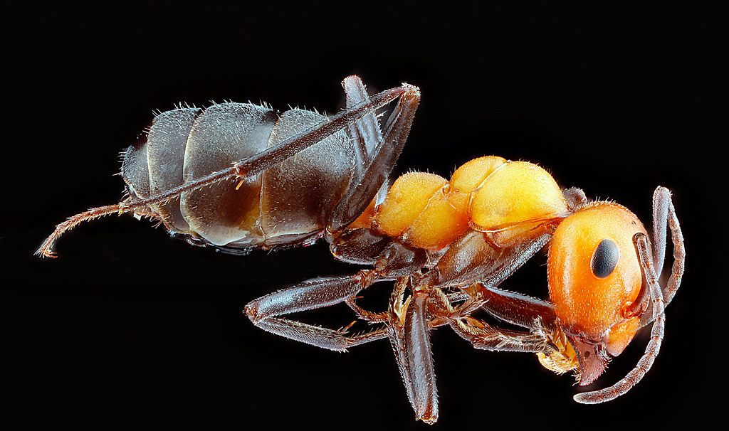Ant Control service in Valdosta, GA