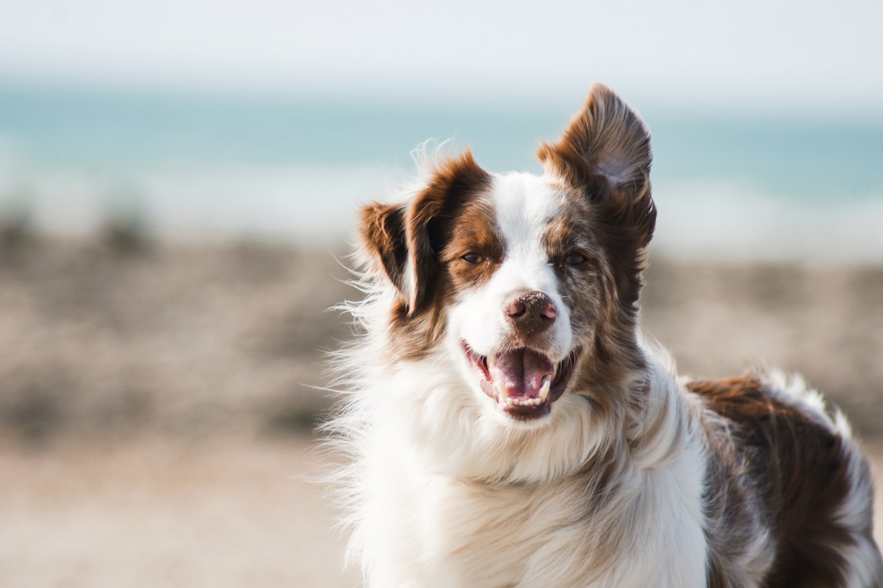 Flea & Tick Control service in Valdosta, GA