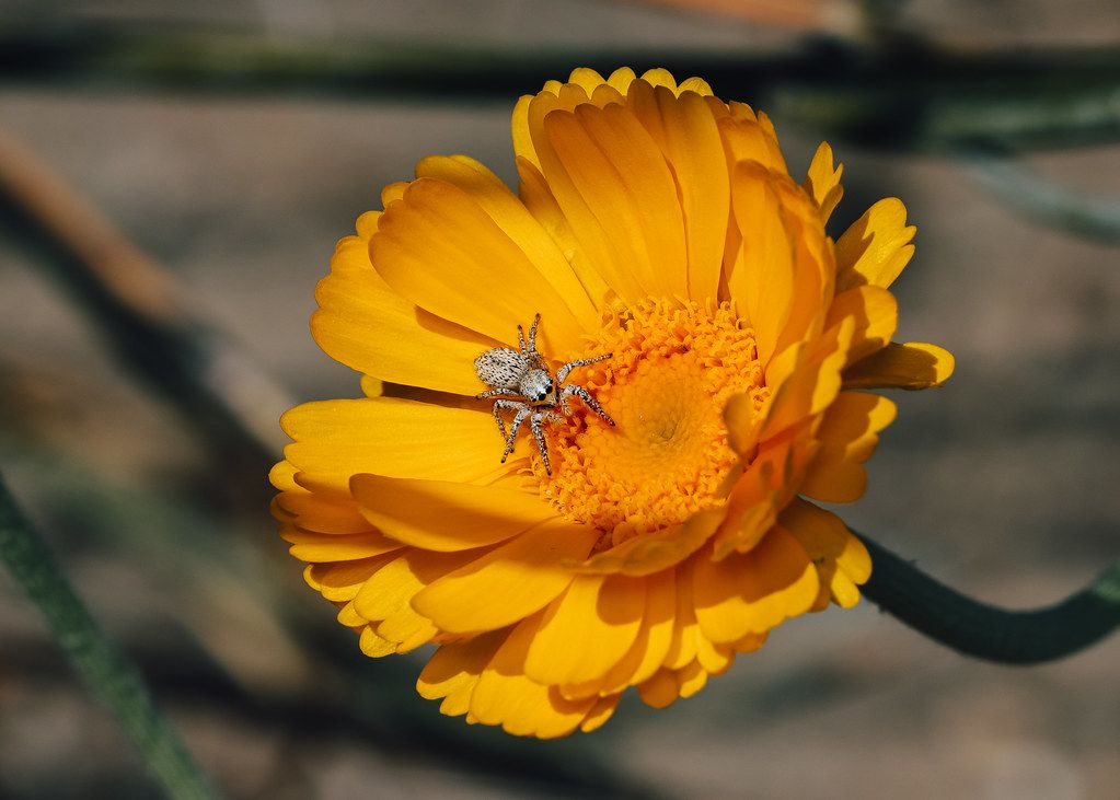 Spider Control service in Valdosta, GA